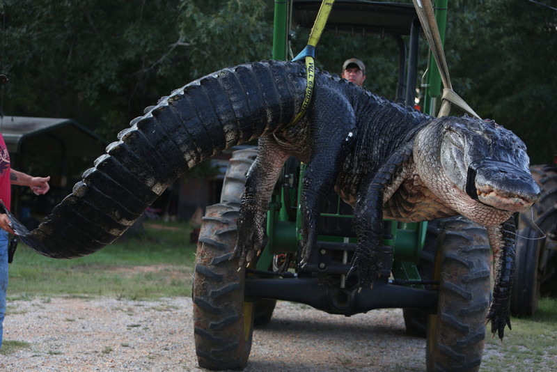 Illustration for article titled The Largest Alligator Ever Caught